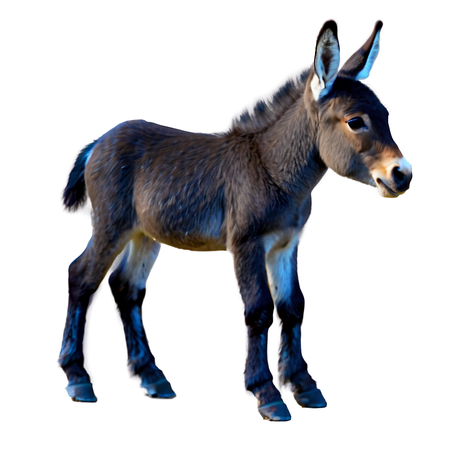 Baby Mule Picture Png 51