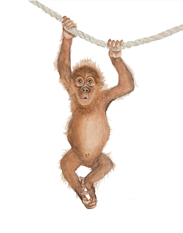 Baby Orangutan Hanging From Rope