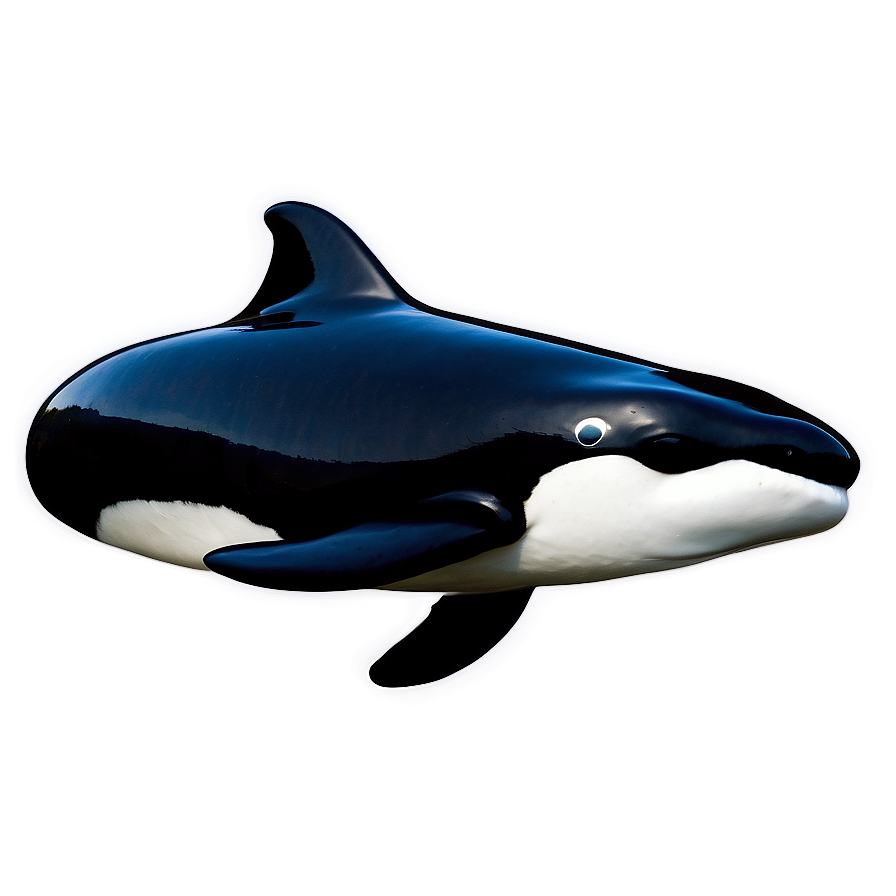 Baby Orca Png Uim27