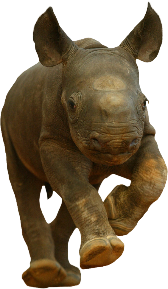 Baby Rhino Charging Isolated Background.png