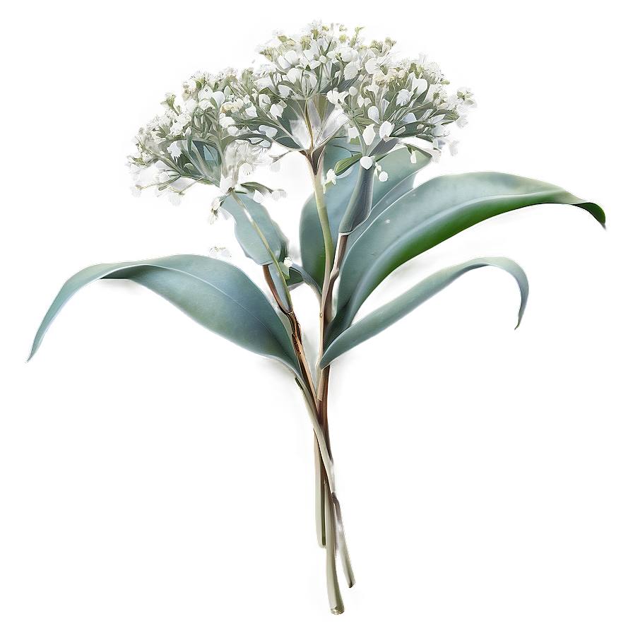 Baby's Breath And Eucalyptus Png 29