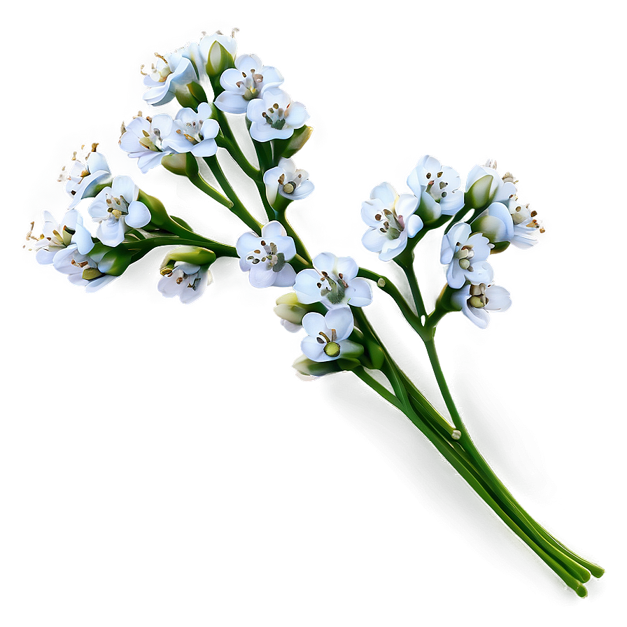 Baby's Breath On White Background Png 48