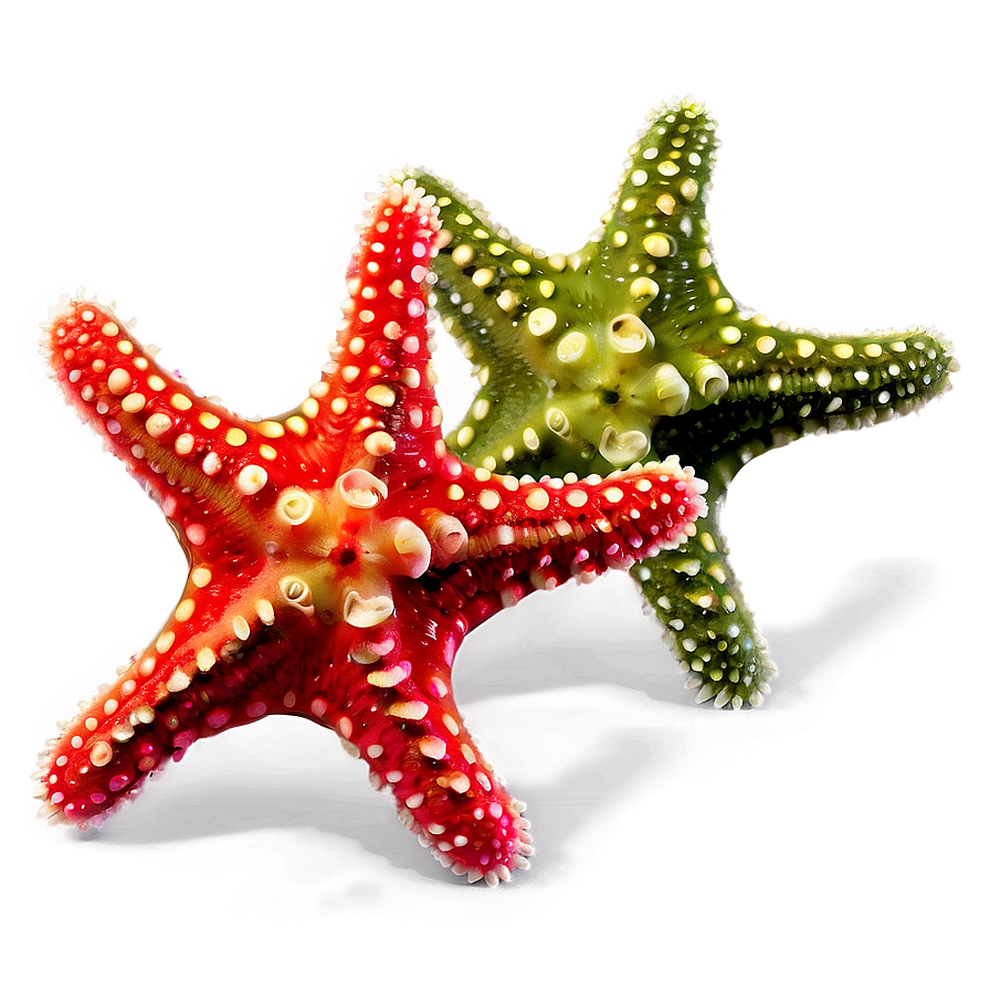 Baby Starfish Picture Png 05242024