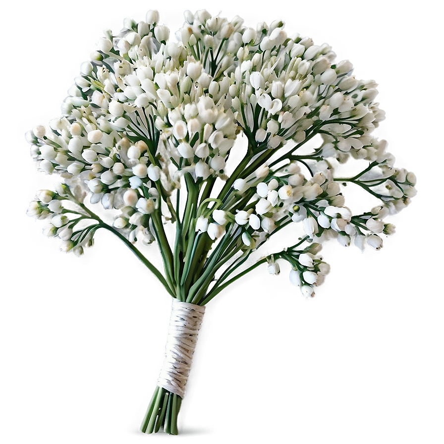 Babys Breath Summer Wedding Accent Png 06132024