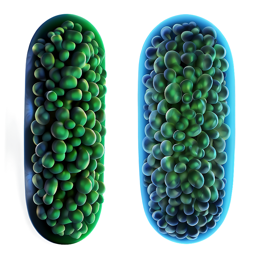 Bacteria Shapes Png Xye86