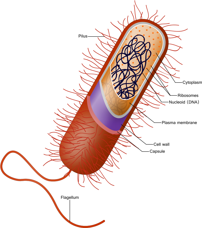 Bacterial Cell Structure Diagram