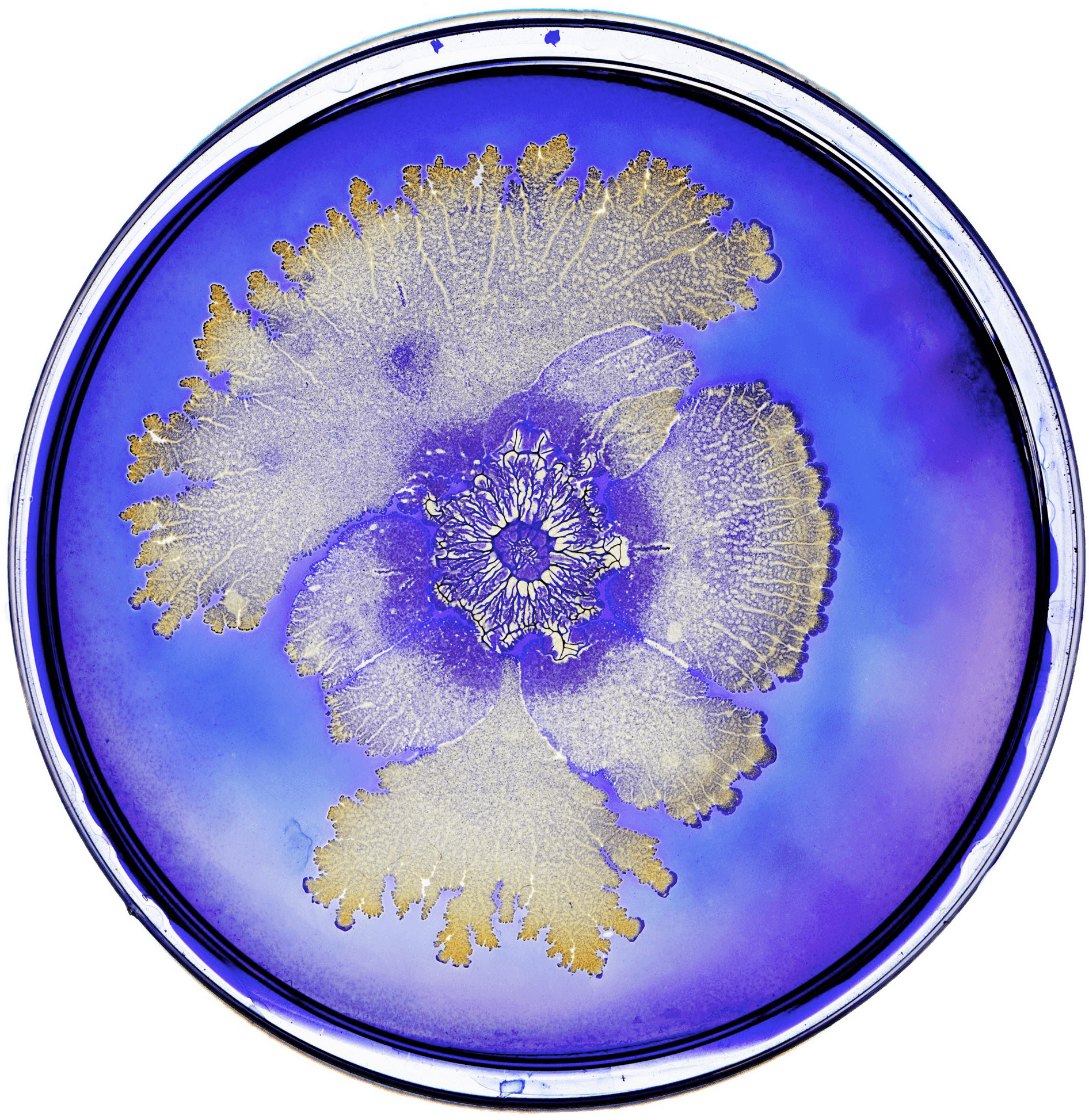 Bacterial Colony Patterns Petri Dish