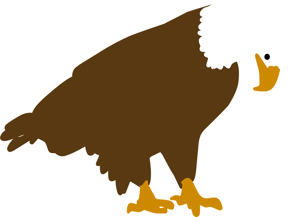 Bald Eagle Illustration