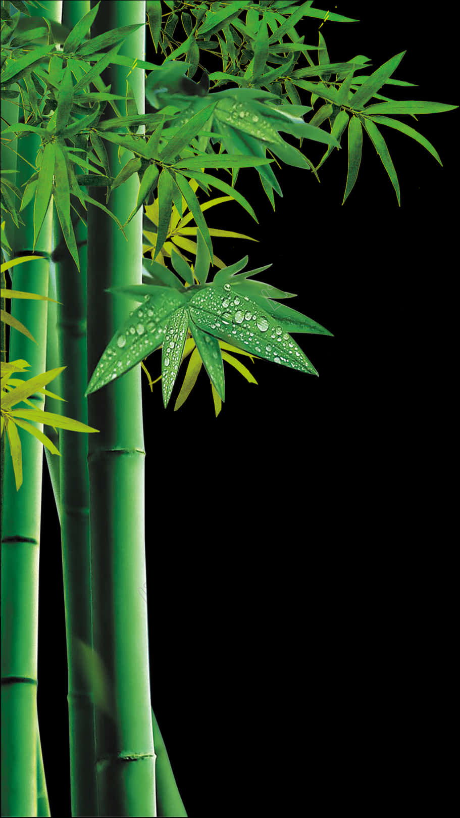 Bamboo Greenery Dewdrops
