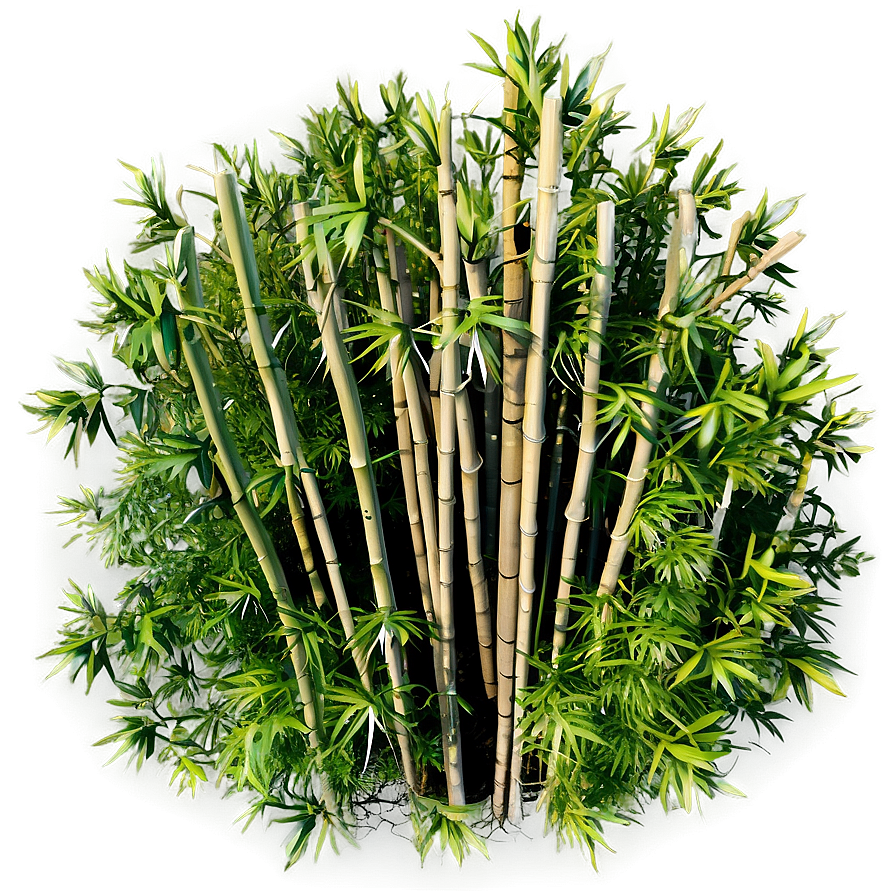 Bamboo Plantation Aerial View Png 05232024