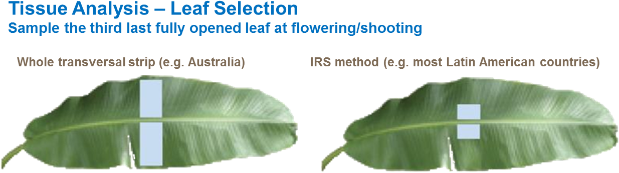 Banana Leaf Tissue Analysis Methods