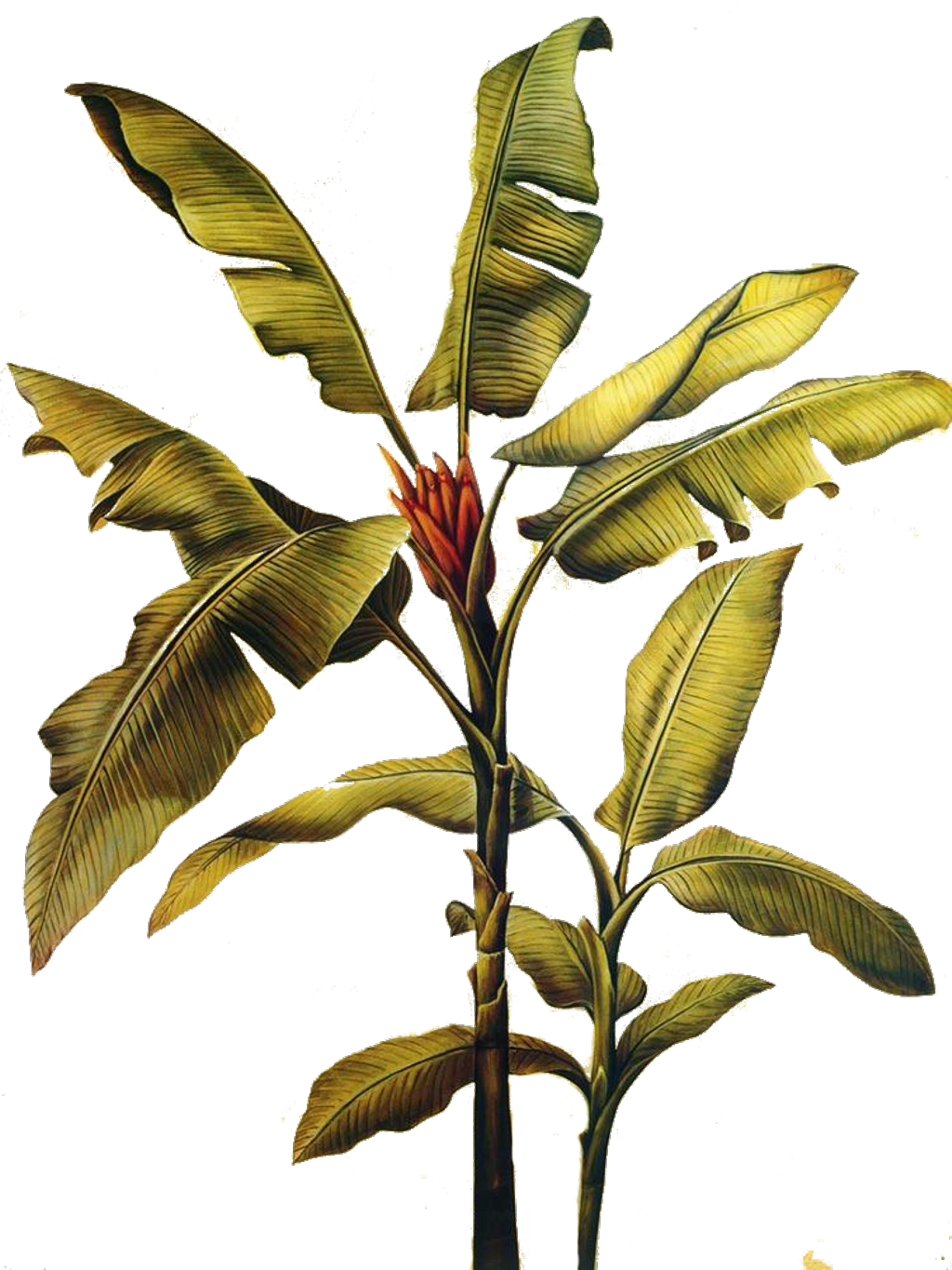 Banana Plant Illustration