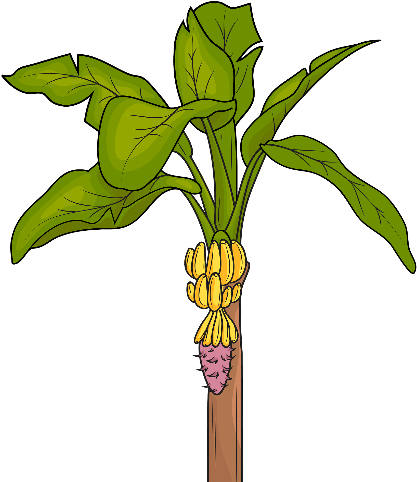 Banana Tree With Bunch Of Bananas