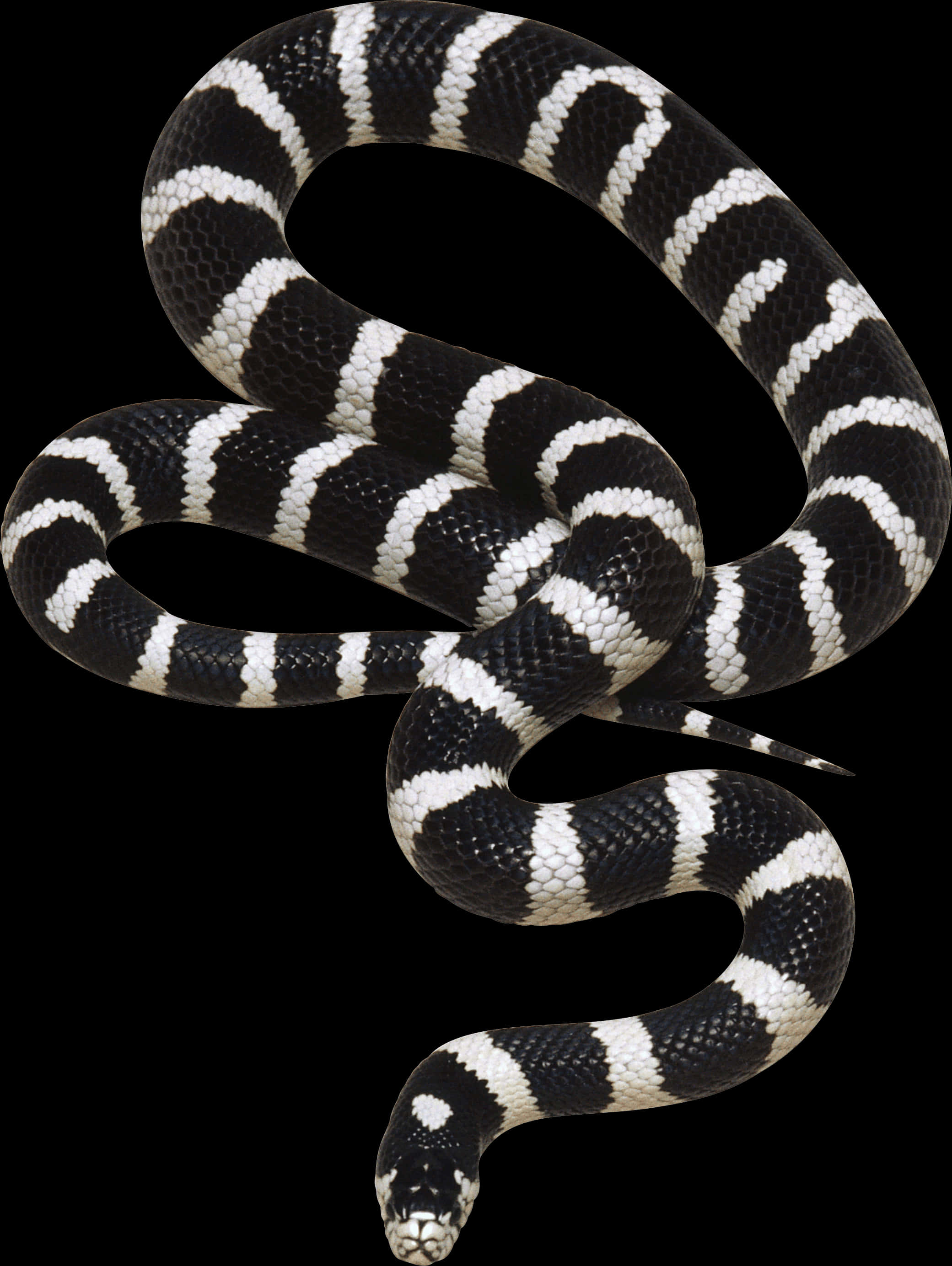 Banded Blackand White Snake
