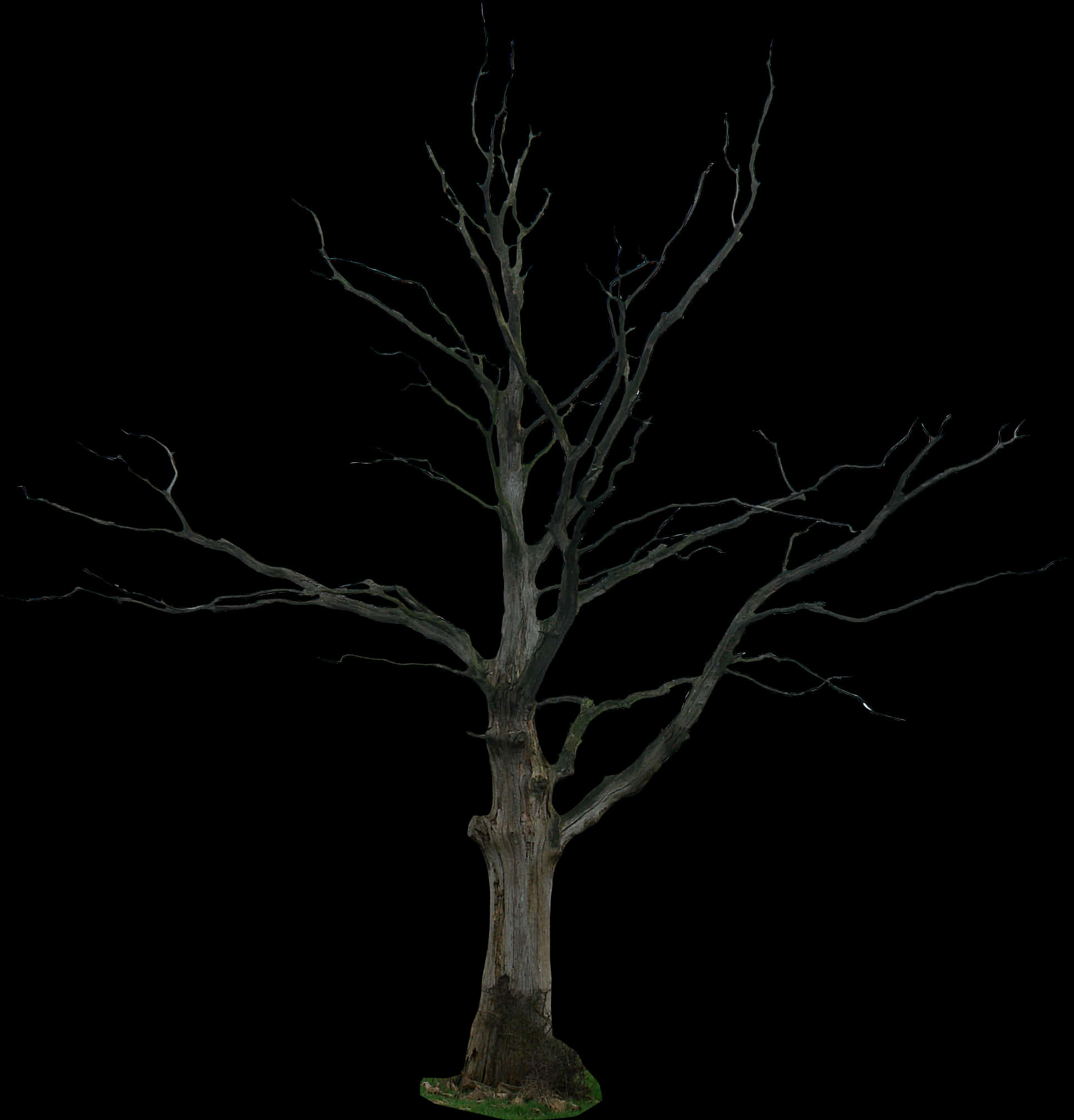 Bare Tree Against Night Sky