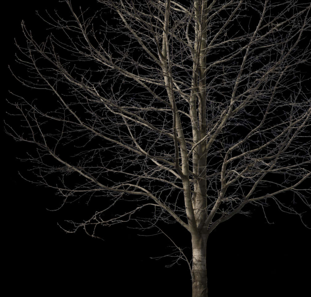 Bare Tree Against Night Sky