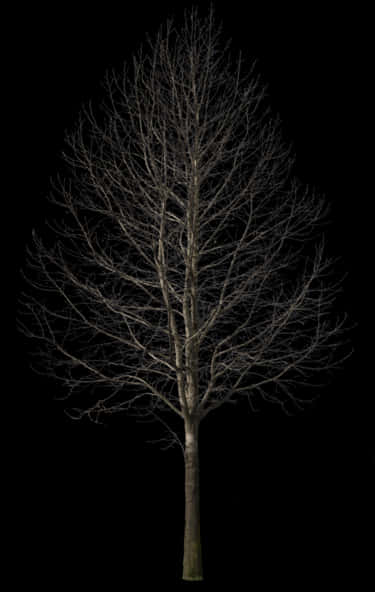 Bare Tree Against Night Sky