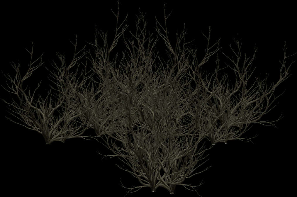 Bare_ Tree_ Branches_ Silhouette