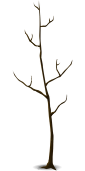 Bare Tree Silhouette Against Dark Background