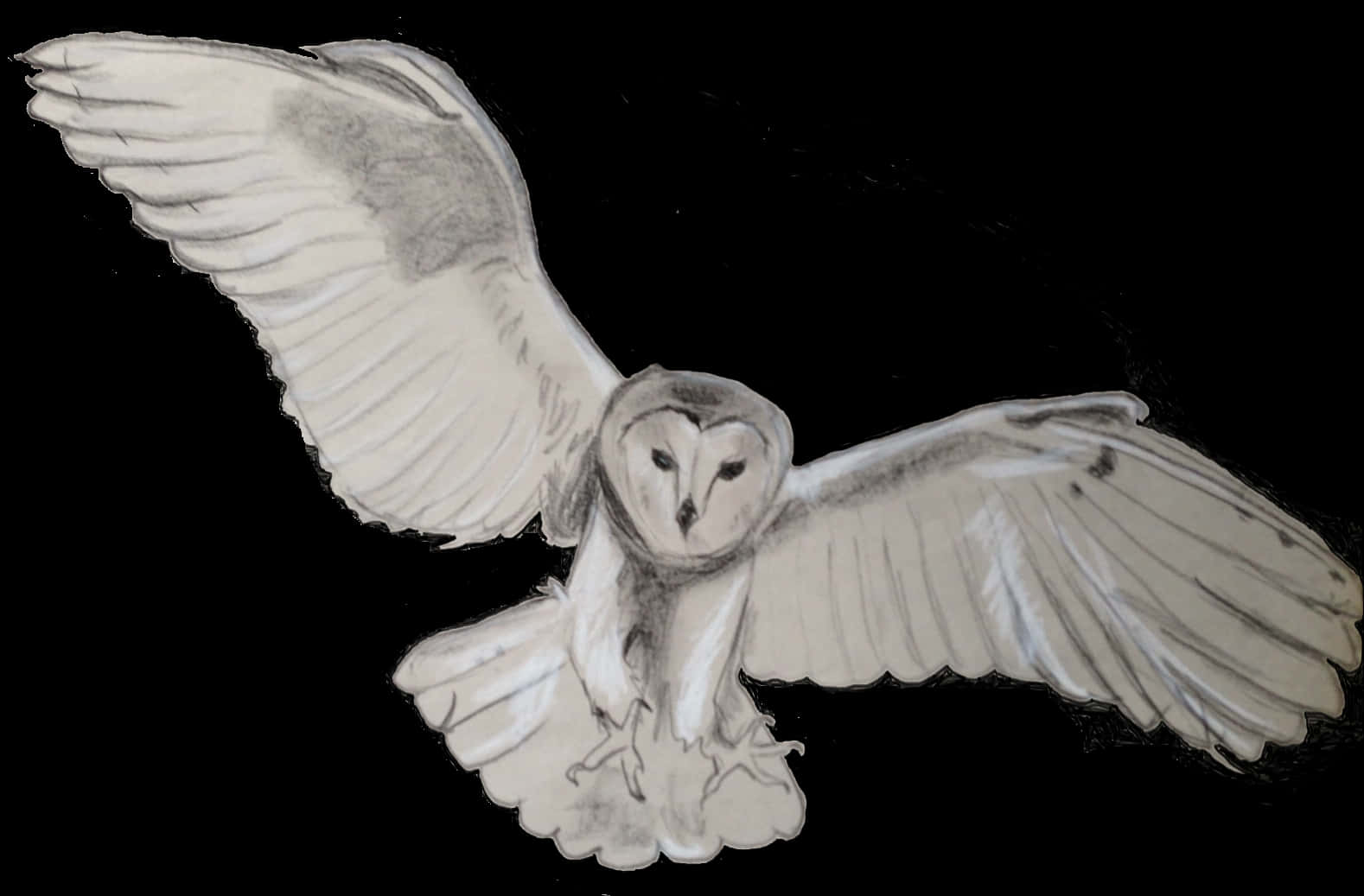 Barn Owl In Flight