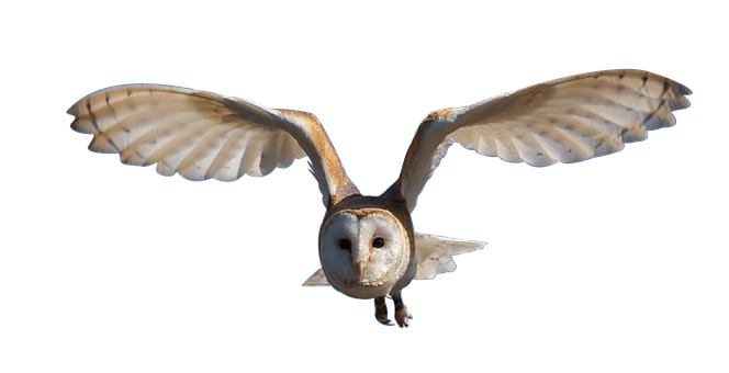 Barn Owl In Flight Against Black Background
