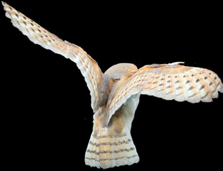 Barn Owl In Flight