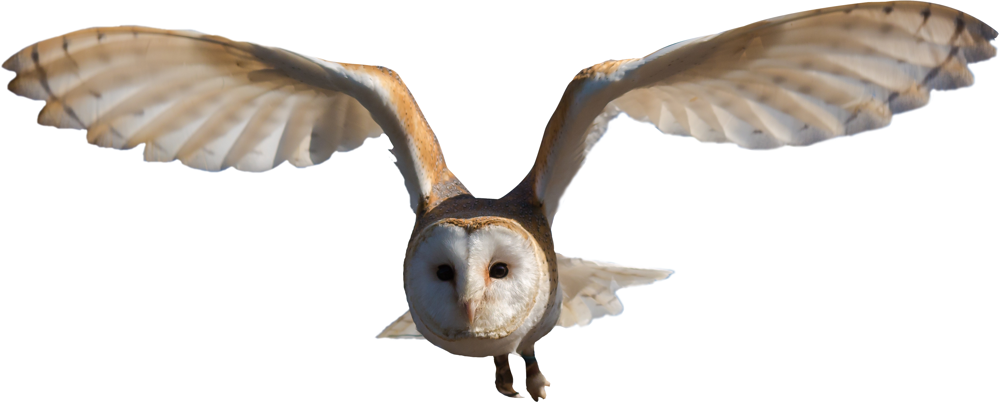 Barn Owlin Flight