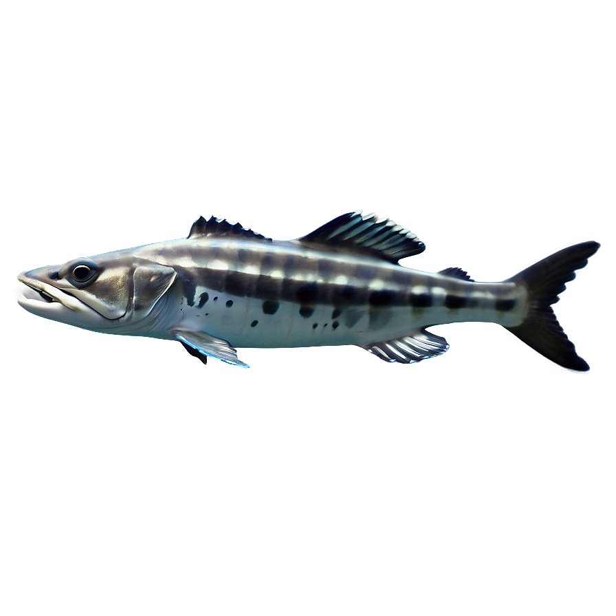 Barracuda Predator Of The Sea Png Nqy