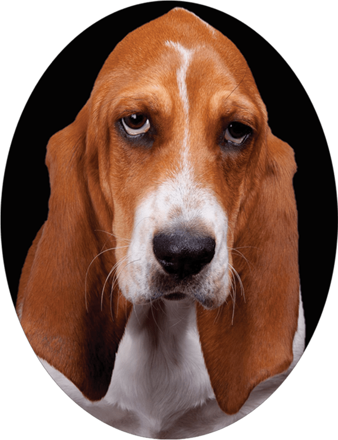 Basset Hound Portrait