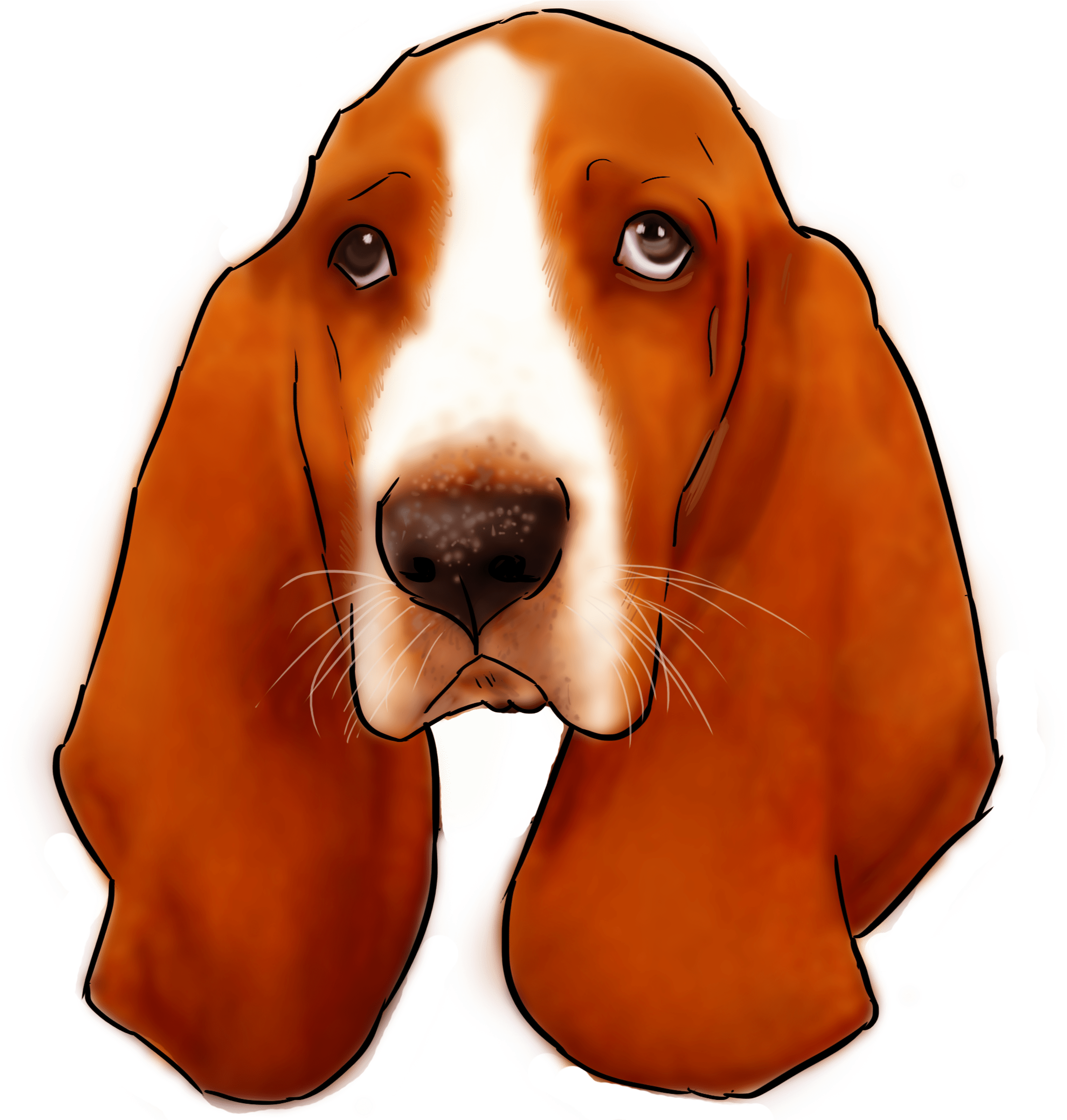 Basset Hound Portrait Illustration