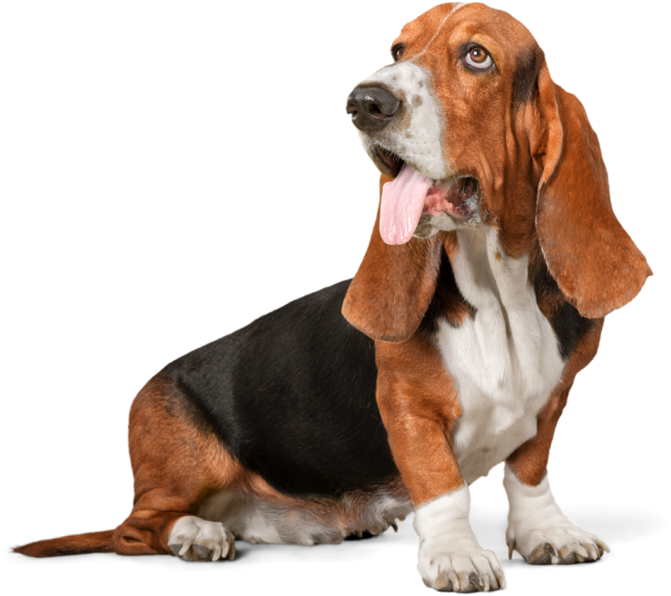 Basset Hound Sitting Pose