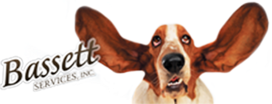 Basset Hound With Floppy Ears