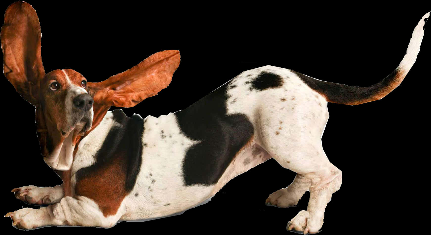 Basset Hound With Floppy Ears