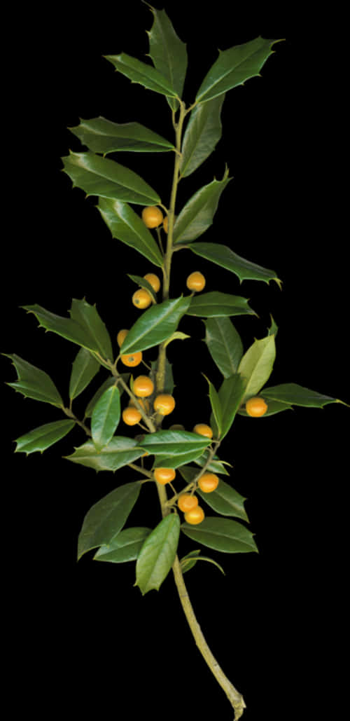 Bayleaf Branchwith Berries