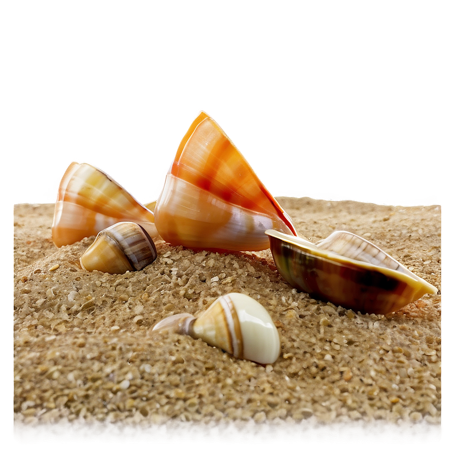 Beach Sand With Shellfish Png 06292024