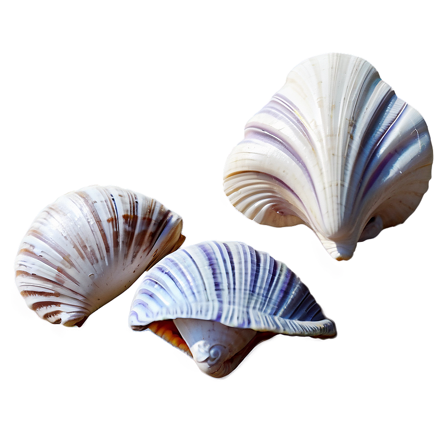 Beach Sea Shells Collection Png Cfh72