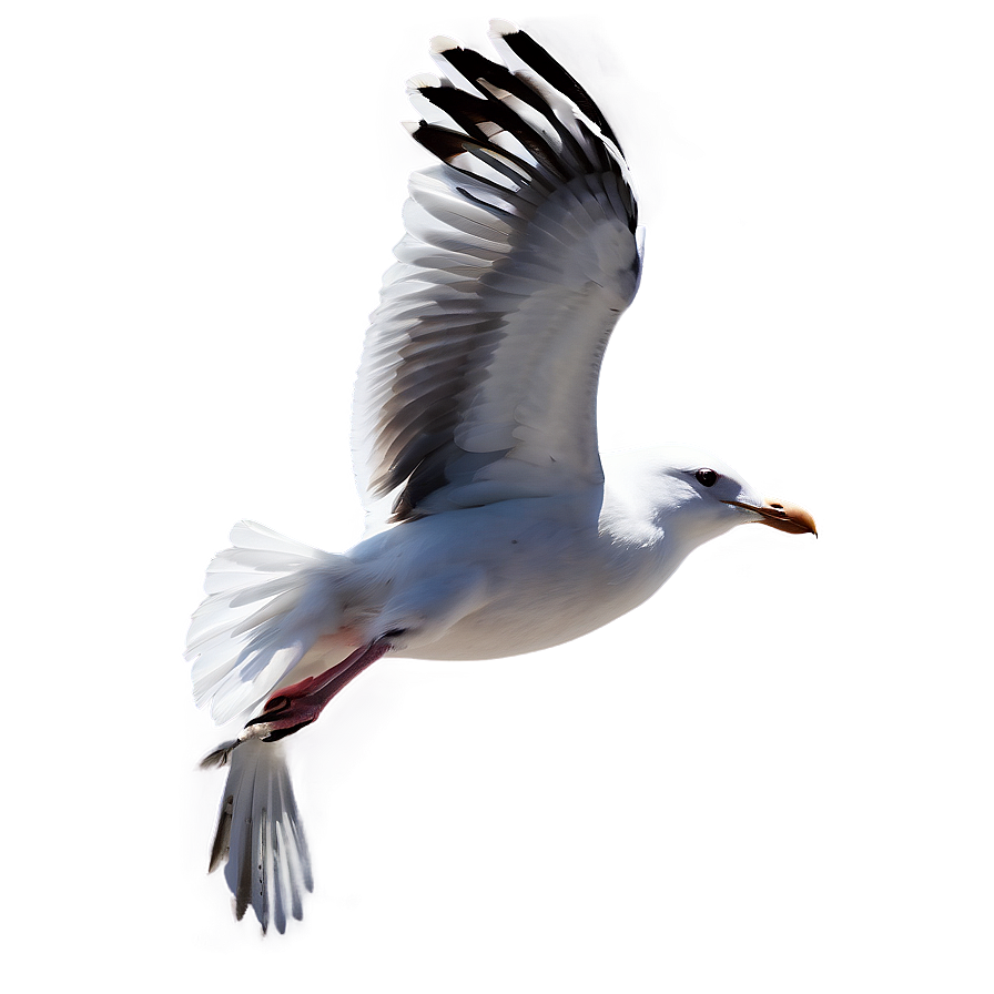 Beach Seagulls Fly Png Lpw34