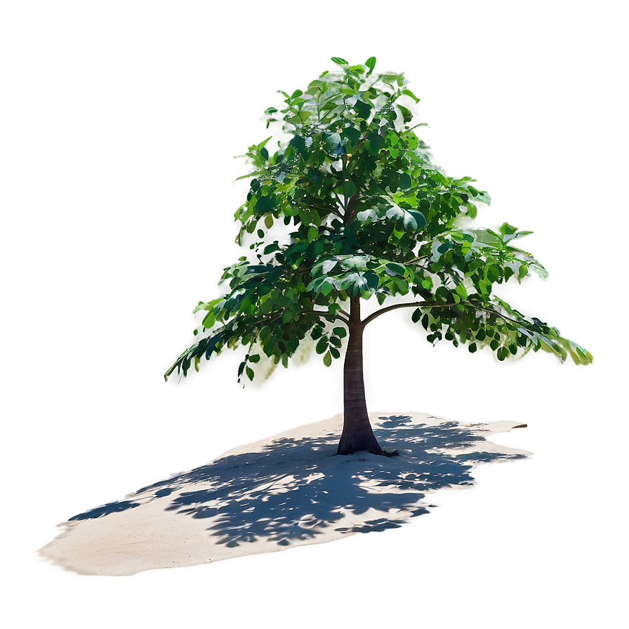 Beachside Tree Shadow Png Xee46