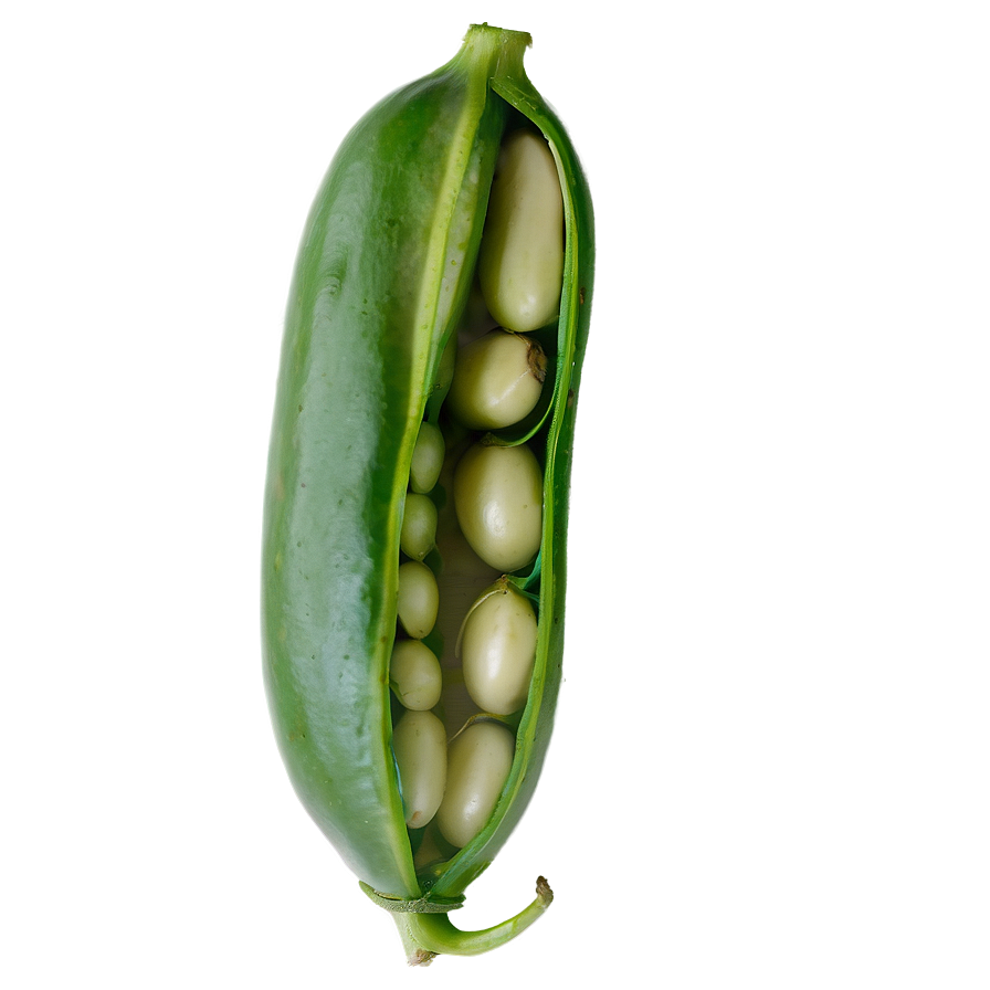 Bean Pod Open Png Kvb11