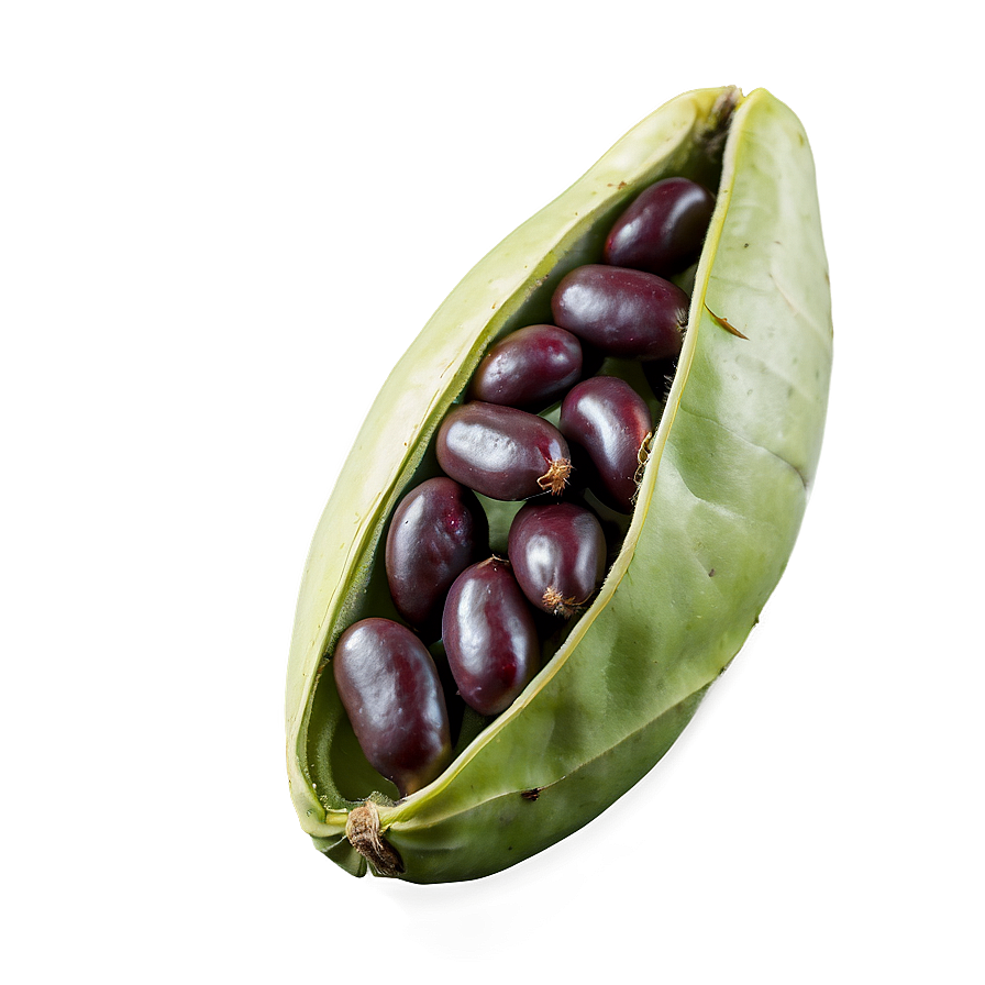 Bean Pod Open Png Thc40