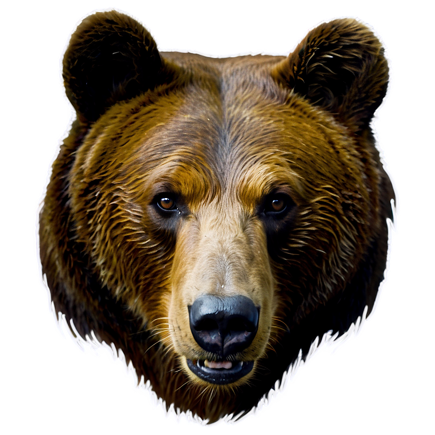 Bear Face In Forest Png Kdo