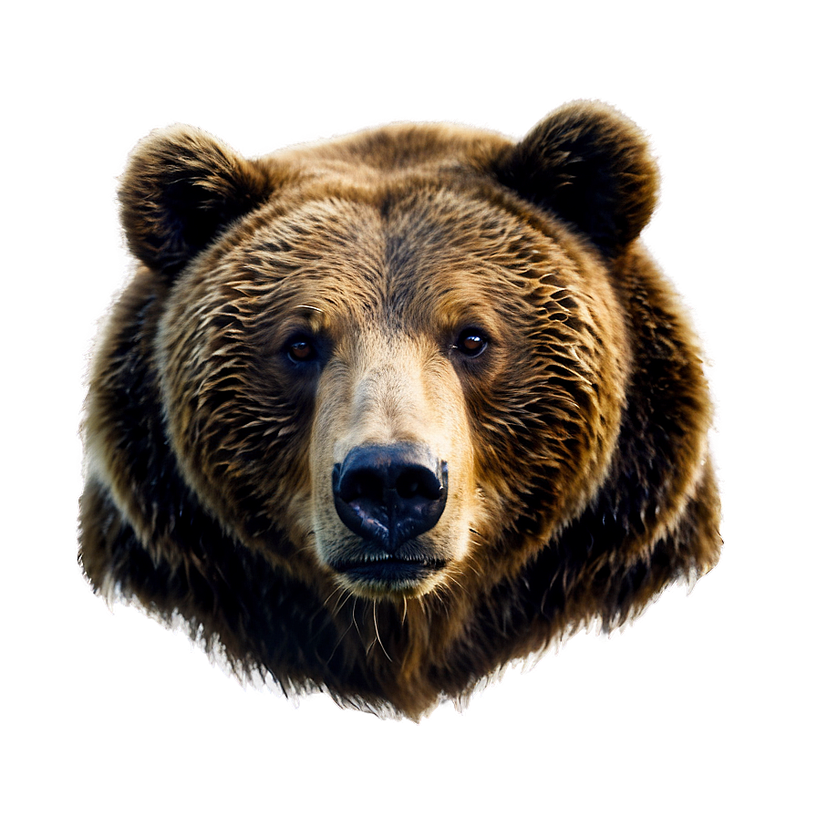 Bear Face In Nature Png 55