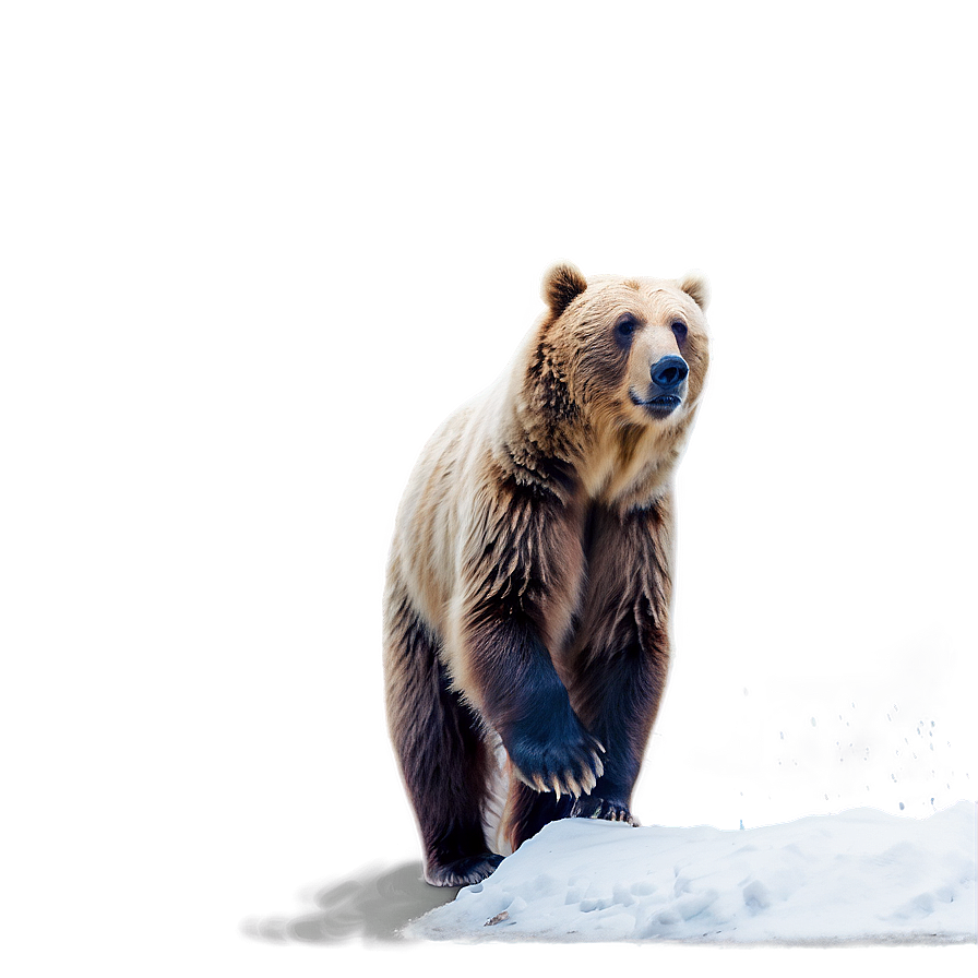 Bear Face In Snow Png Dqn19