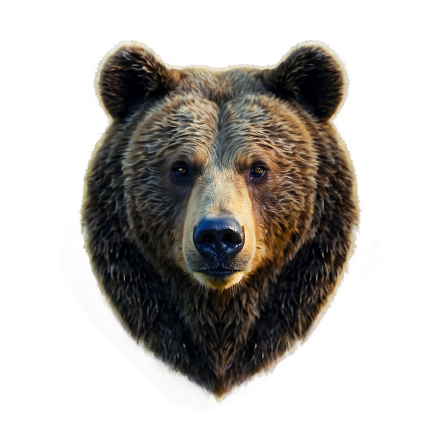 Bear Face Model Png 82