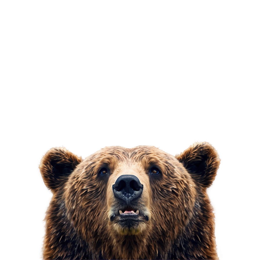 Bear Face Model Png Doy