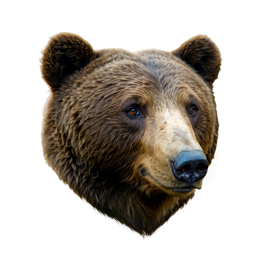 Bear Face Profile Png 06292024