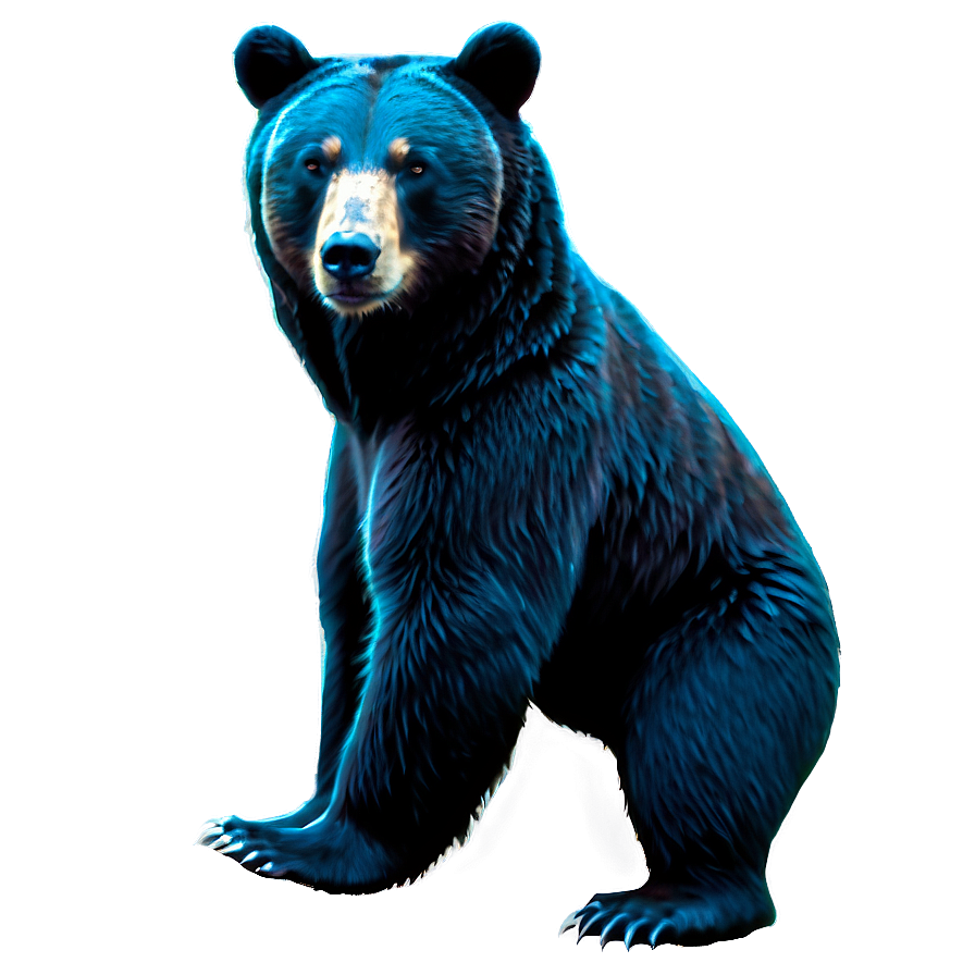 Bear Outline Png 66