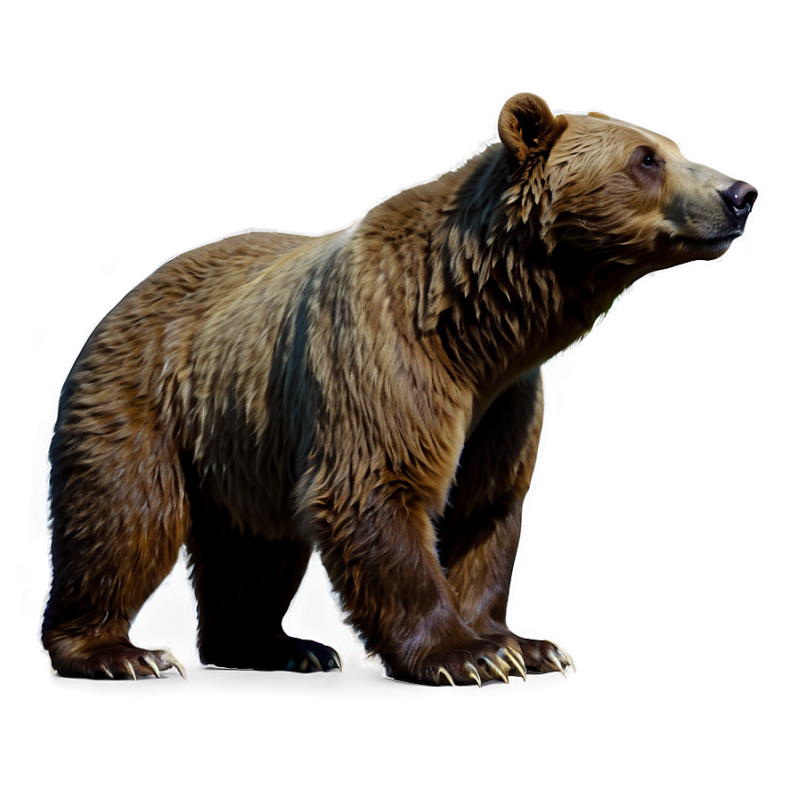 Bear Sketch Png 06112024