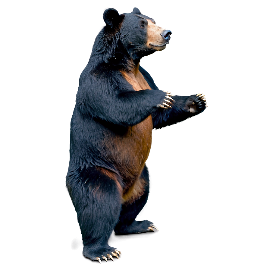 Bear Standing Up Png 16