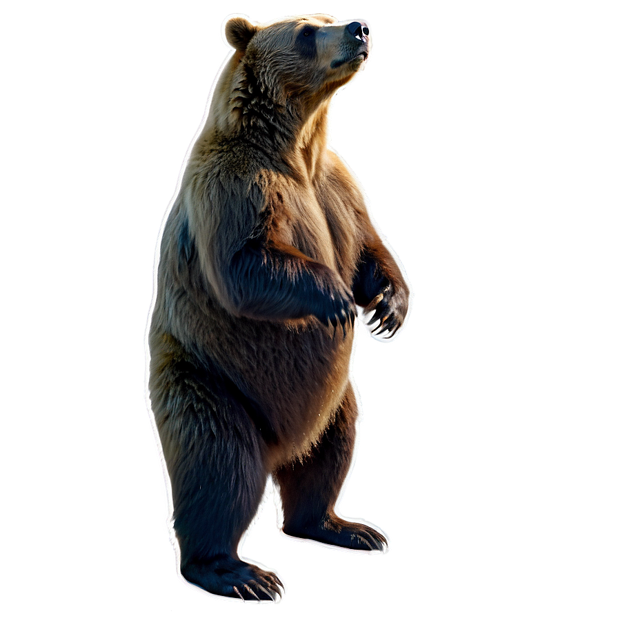 Bear Standing Up Png Oey